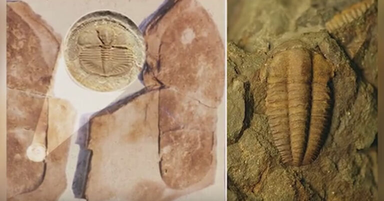 Read more about the article 500-Million-Year-Old ‘Human’ Footprint? Scientists Debunk Mysterious Fossil