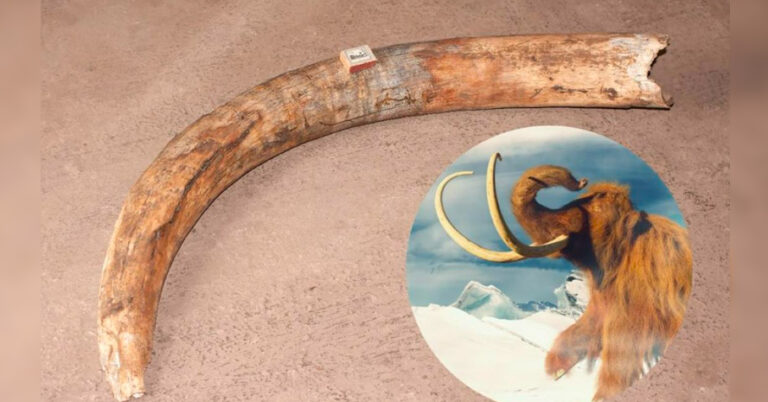 Read more about the article West Texas Mammoth Tusk Discovery In Creek Bed Sparks More Questions Than Answers