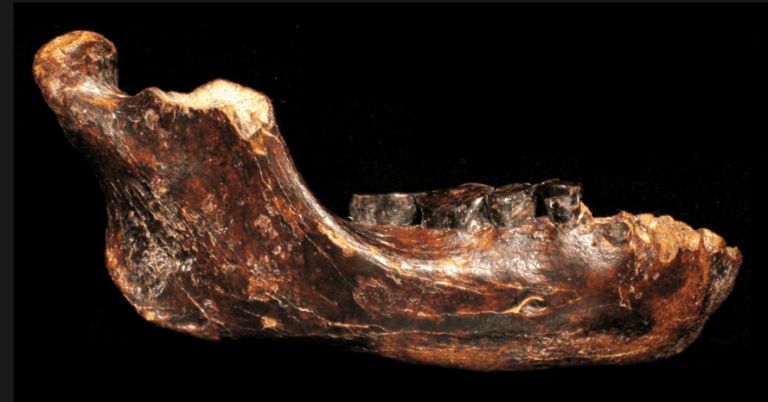 Read more about the article Ancient Denisovan Jawbone Found on Seafloor Reveals Hidden Human History